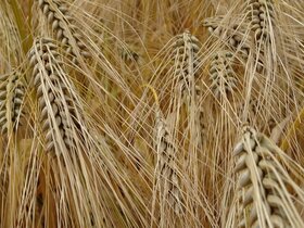 Qu’est-ce qui rend Agora06 incontournable dans le paysage numérique ?