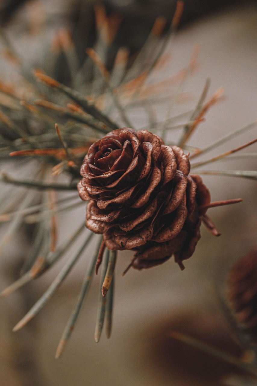 découvrez tout sur le sapin de noël : traditions, décorations, conseils de choix et d’entretien pour un arbre de noël féerique et une ambiance chaleureuse durant les fêtes.